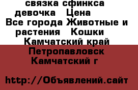 связка сфинкса. девочка › Цена ­ 500 - Все города Животные и растения » Кошки   . Камчатский край,Петропавловск-Камчатский г.